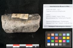 Foto (Objekt + Etikett) von Calamites communis Ettingshausen (NHMW-GEO-2024-0188-10958)